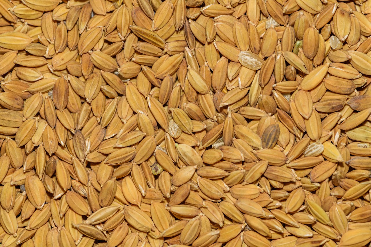 Home Close-up shot of abundant fresh paddy rice seeds showcasing natural texture and rich brown color.