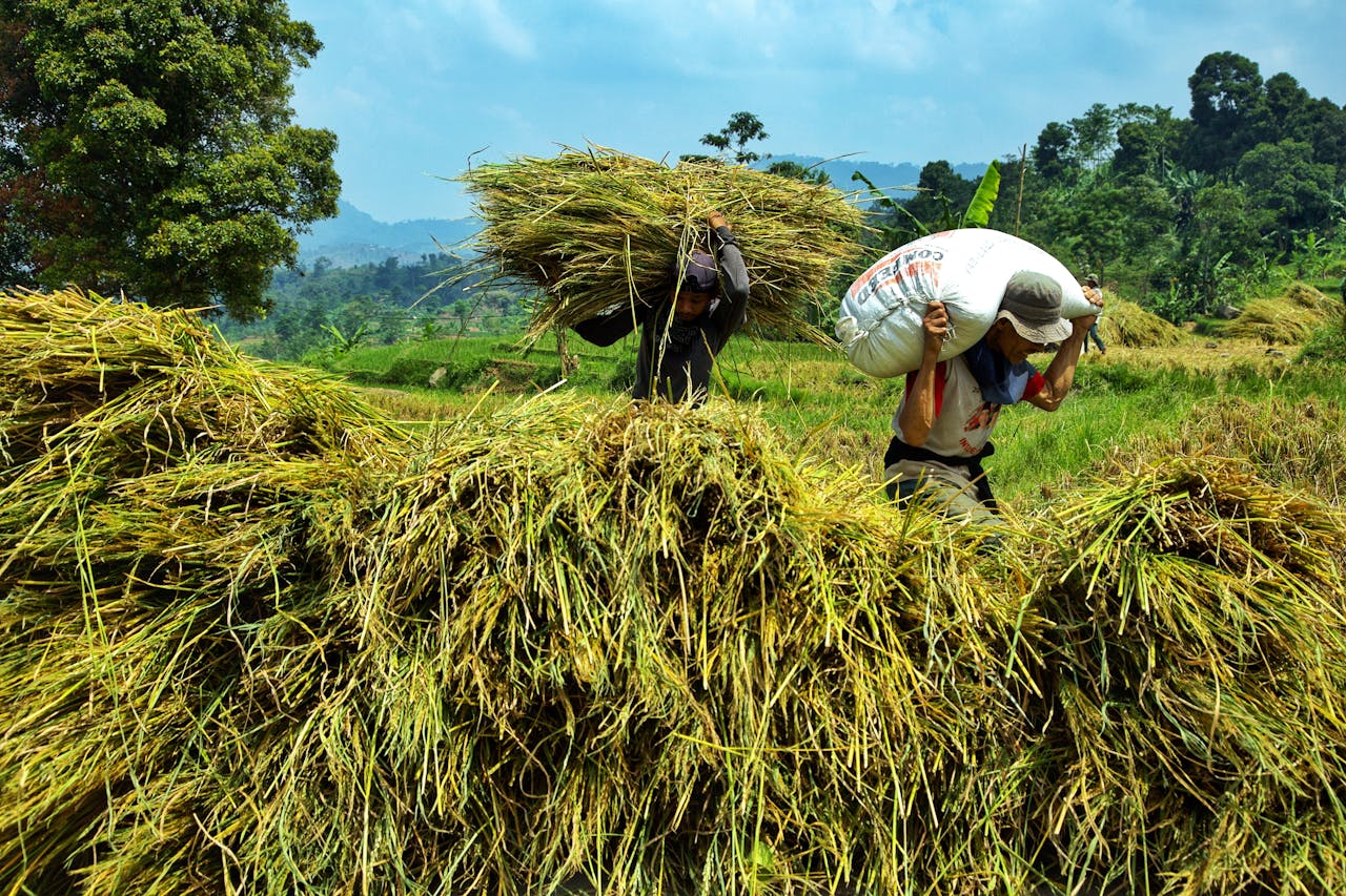 Services Farmers working hard during rice harvest season in a vibrant green field. Agricultural labor and teamwork in rural setting.