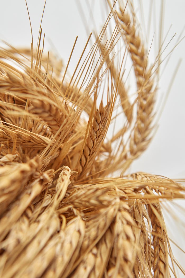 Mastering the First Impression: Your intriguing post title goes here Close-up view of dried wheat ears, showcasing the natural texture perfect for harvest themes.